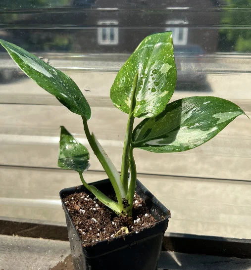 White Wizard Philodendron Houseplants Live Plant in Pot indoor 2.5