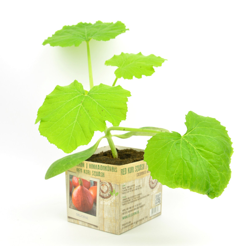 Plant de potimarron