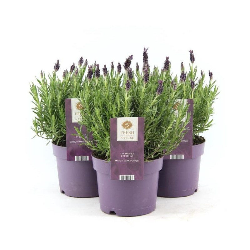 Lavande Lavandula Stoeckas Anouk en pot