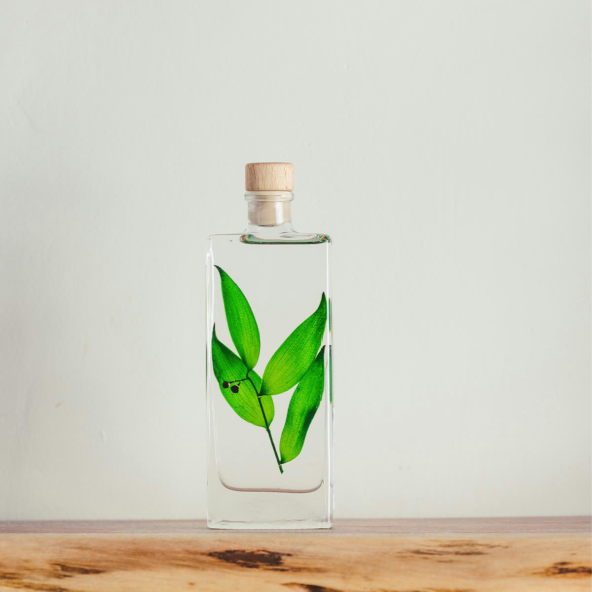 HERBARIUM DE THEOPHILE - Plante immergée Ruscus vert