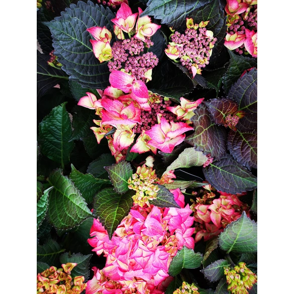 Bauernhortensie Hydrangea »Red Angel«, Topf: 23 cm, Blüten: rot/gelb