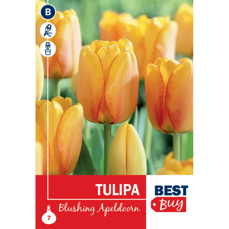 Bulbes de tulipes Blushing Apeldoorn 10 pièces