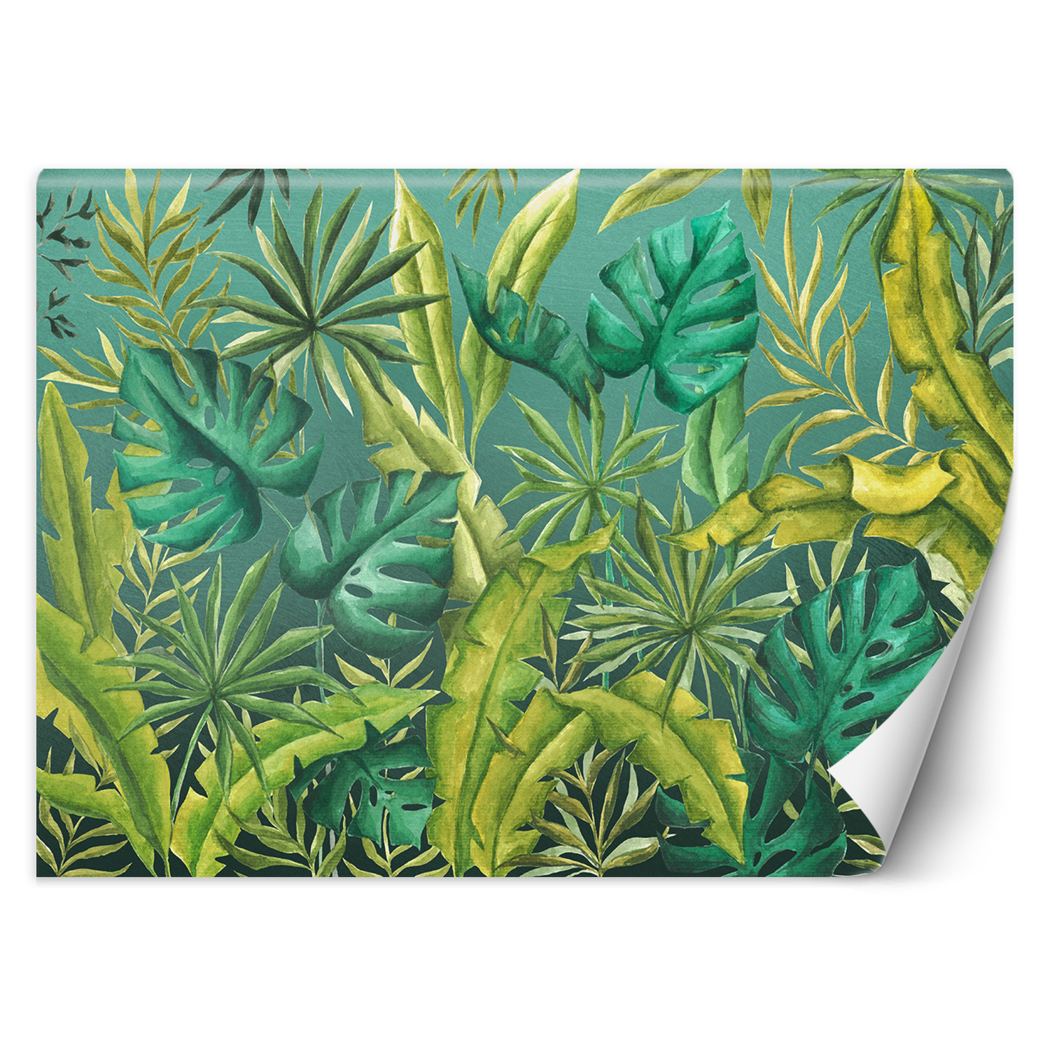 Feeby Fototapeta, Liście Monstera 150x105