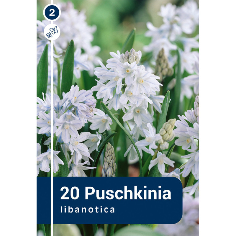 Bulbes de Puschkinia Libanotica 20 pièces