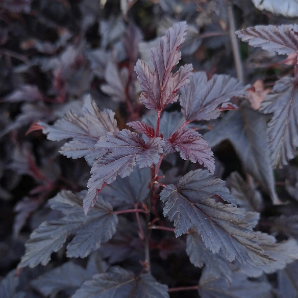 Pflanze, Physocarpus opulifolius, kompakt buschig, Blüten weiß
