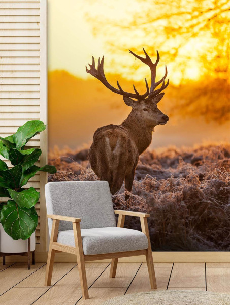 Feeby Fototapeta, Jeleń o zachodzie słońca 100x140