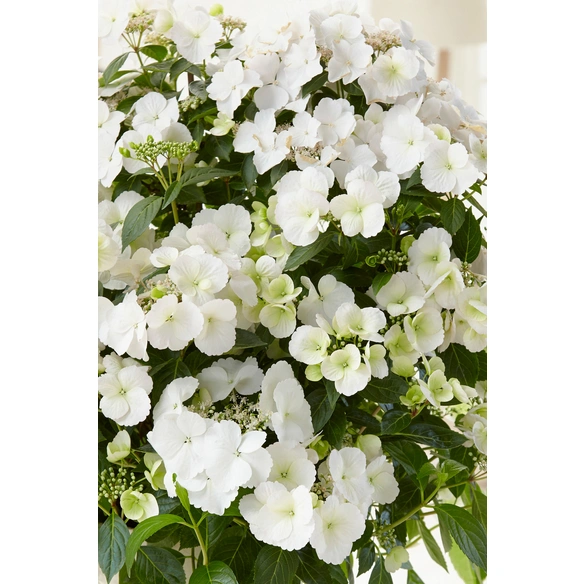 Hortensie, Topfdurchmesser: 23 cm, weiß