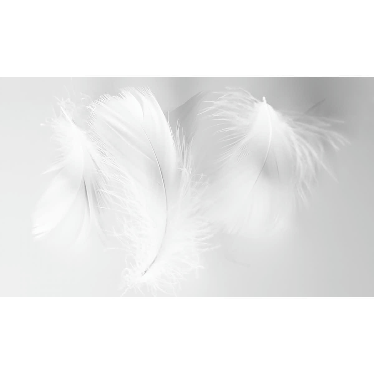 - Papier peint panoramique plumes 2 425 x 250 cm