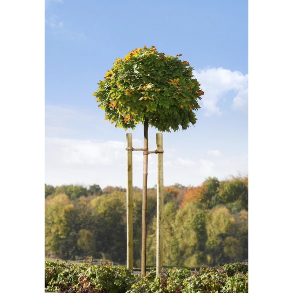 Baumpfahl, Holz, BxHxT: 7 x 250 x 7 cm, rund, angespitzt
