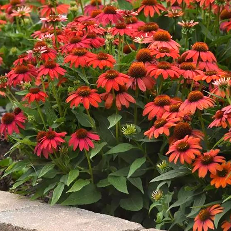Solhatt 'Artisan Red Ombre' F1