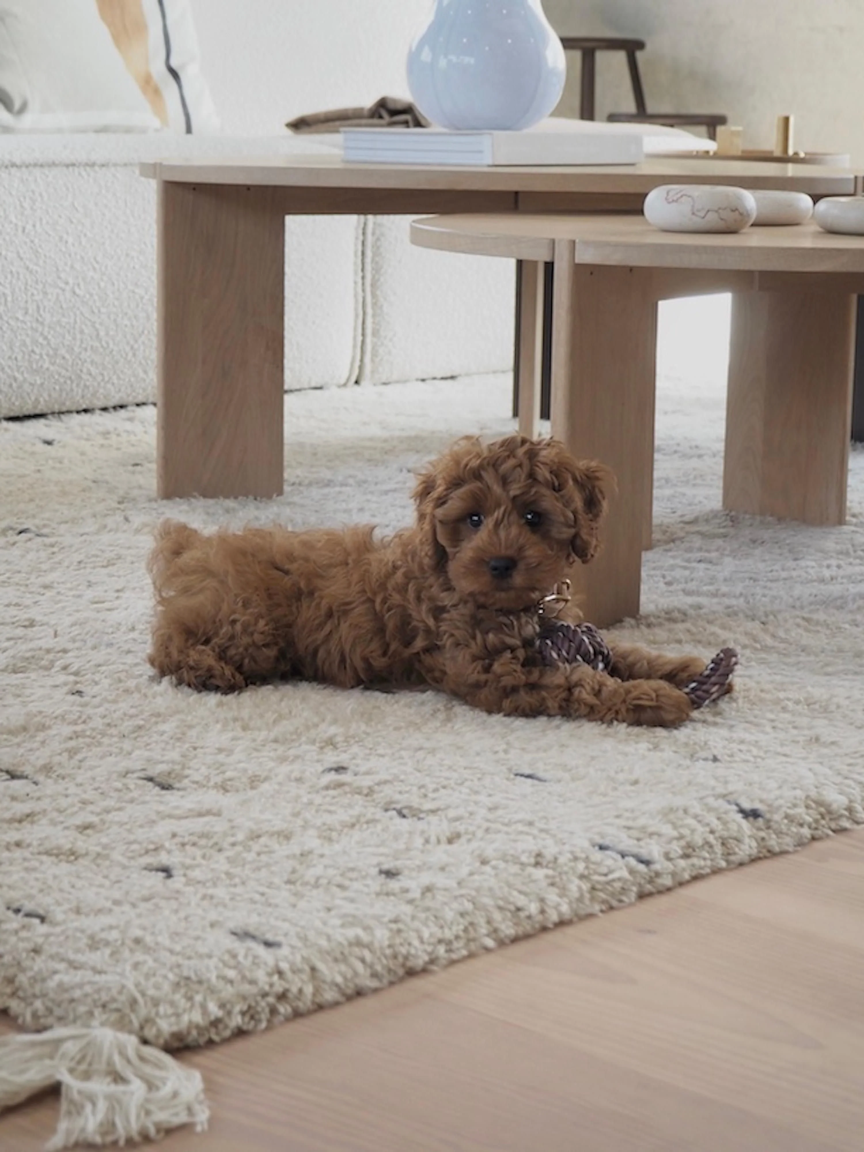 Hundespielzeug Otto