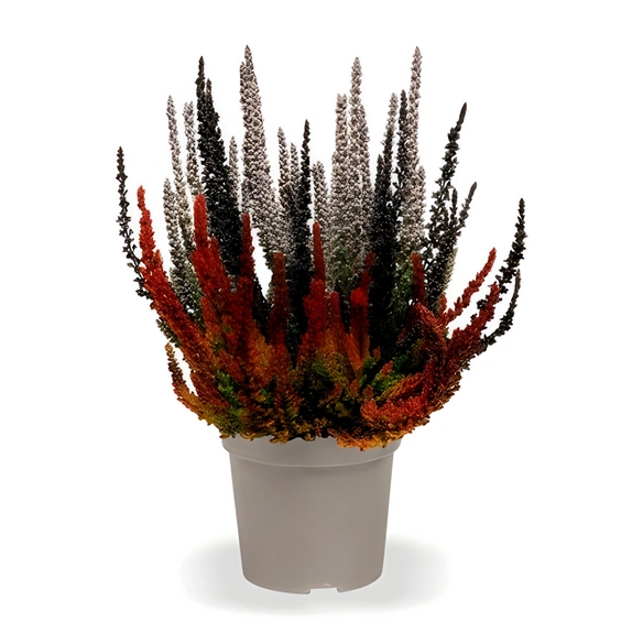 Besenheide, Calluna vulgaris »Sunset Trio«, max. Wuchshöhe: 20 cm, Blüte: dreifarbig