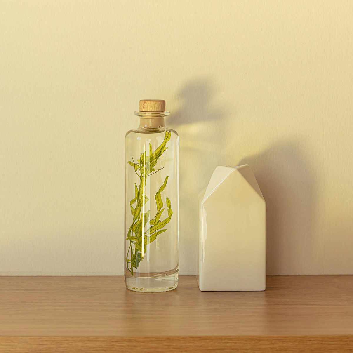 HERBARIUM DE THEOPHILE - Plante immergée Algue aquatique