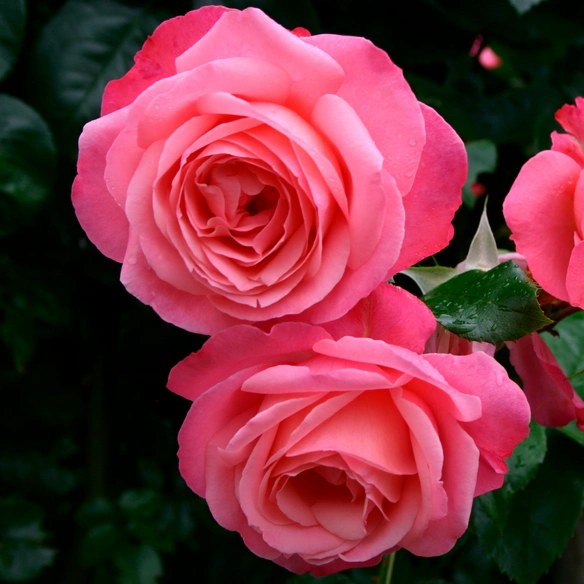 Kletterrose Rosa »Rosanna®«