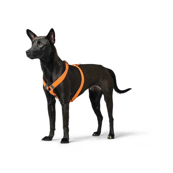 Geschirr »London«, XXS-XS, Polyester, orange