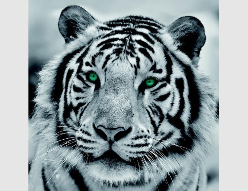 Bild Tiger Schwarz Weiß mit grünen Augen