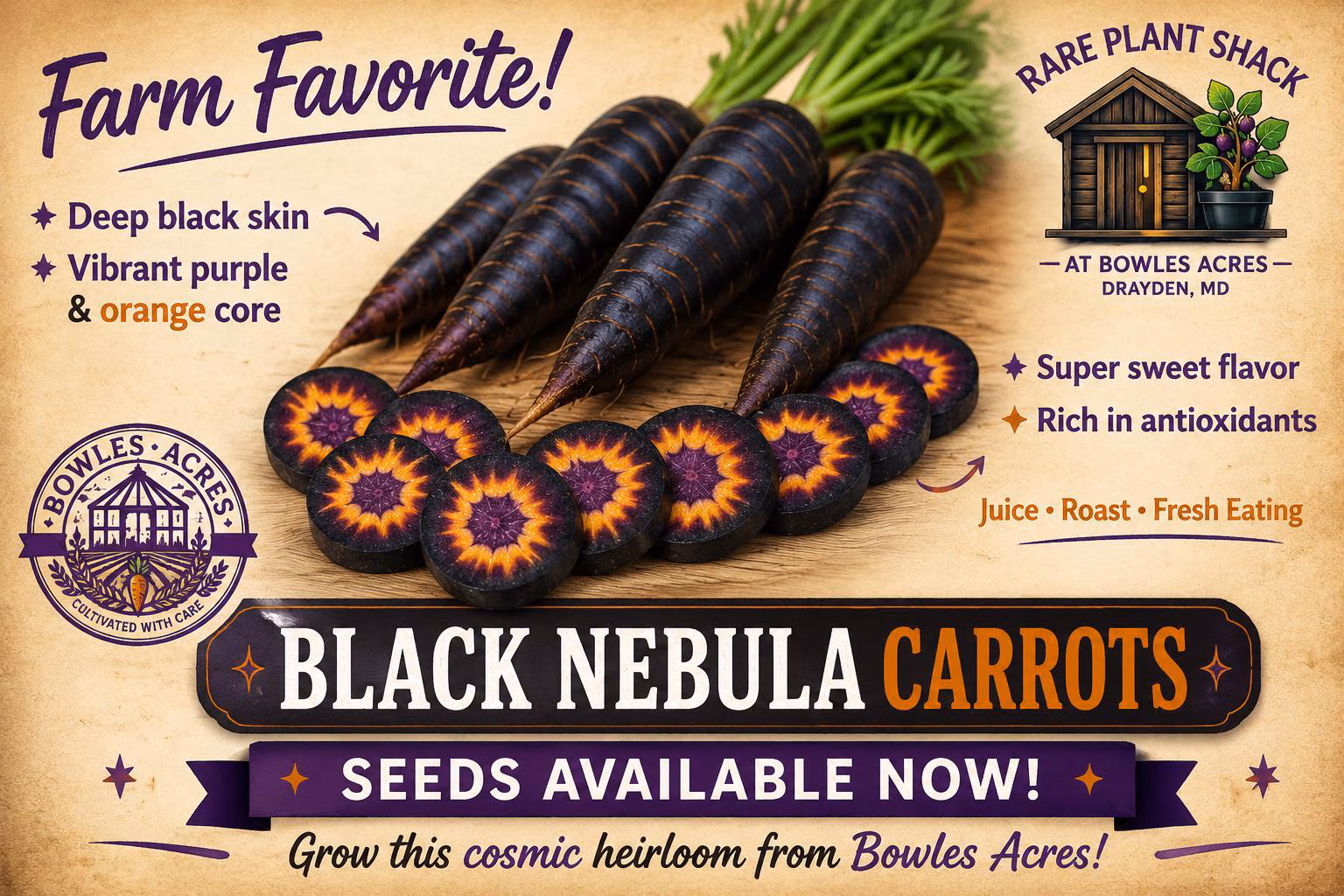 Black Nebula Carrot Seeds – Deep Purple Carrots, Rare Heirloom | High Antioxidants