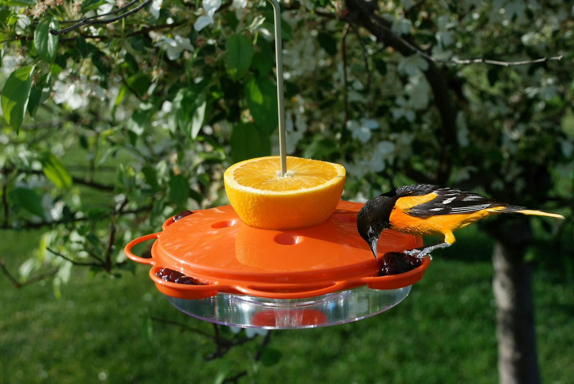More Birds 3-in-1 Oriole Saucer Bird Feeder, 14-oz
