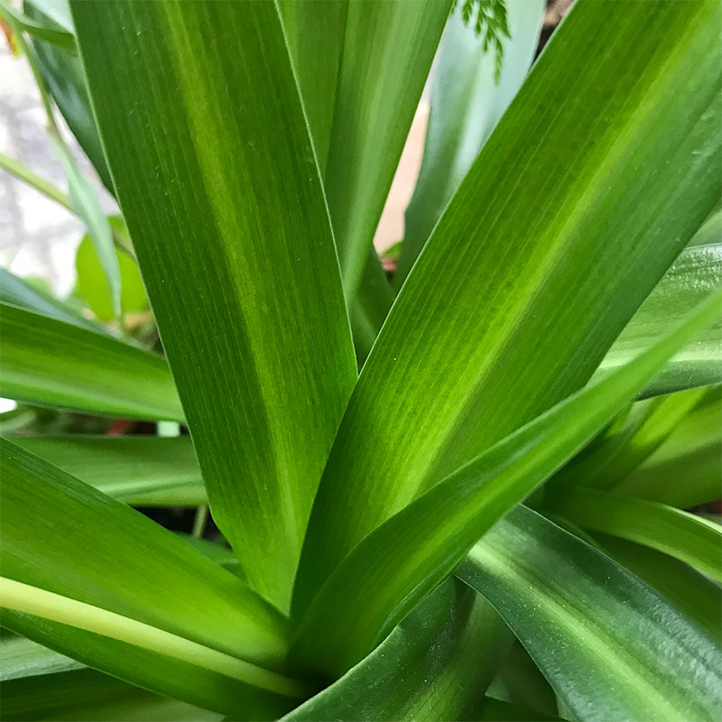 Ampellilja 'Lemon'