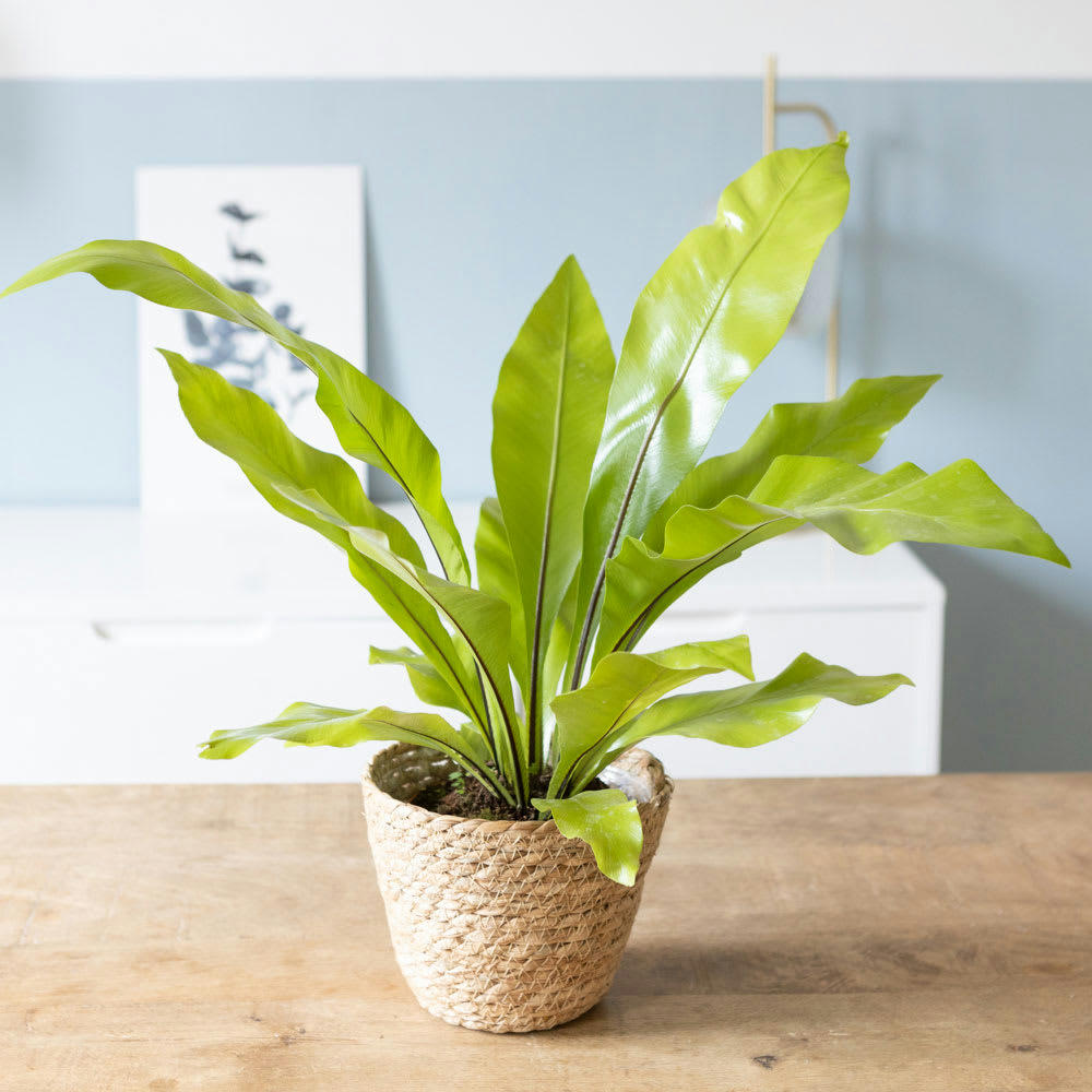 - Fougère nid d'oiseau sans cache-pot D13