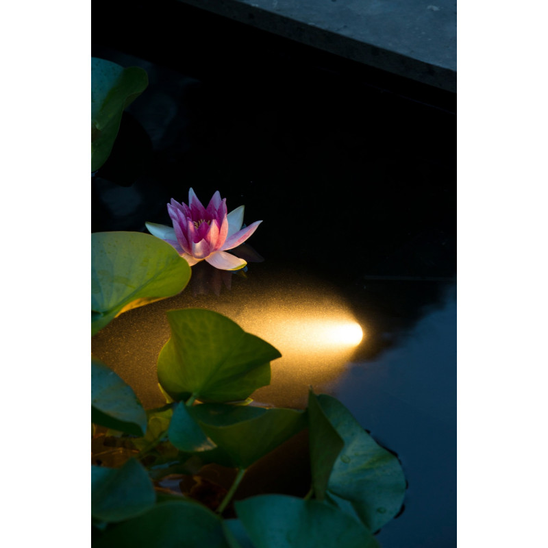 Projecteur LED pour bassin AquaSpotlight 60 UBBINK