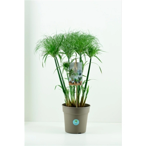 Grünpflanze »Cyperus papyrus Nofretete«, Papyrus, max. 80 cm
