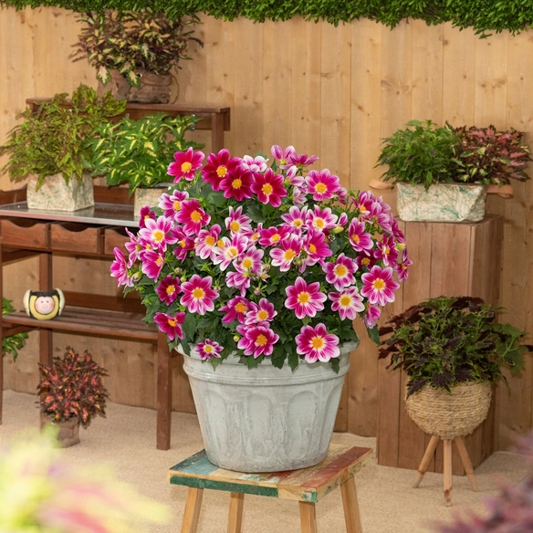 Stauden »Dahlia Summer Bees«, Blütenfarbe: farbmix