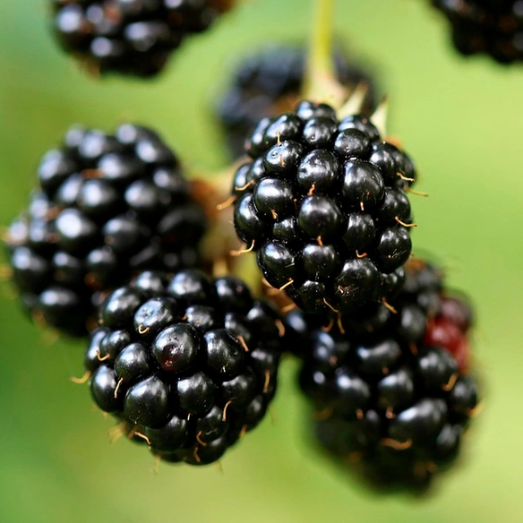 Beerenobst, Rubus fruticosus 'Navaho Bigandearly' ®, D3,4, 30-40