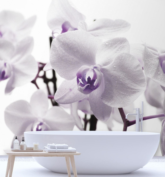 Feeby Fototapeta, Fioletowa orchidea z rosą na płatkach 100x100