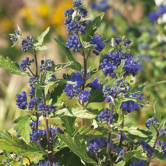 Bartblume, Caryopteris clandonensis »First Choise«, Blätter: grün, Blüten: blau