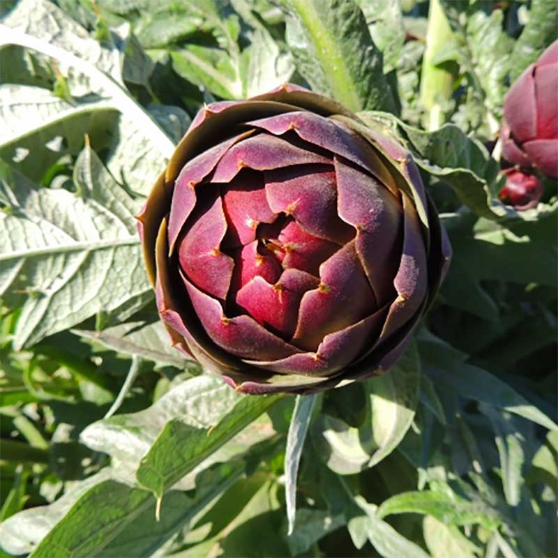 Kronärtskocka 'Purple Romagna'