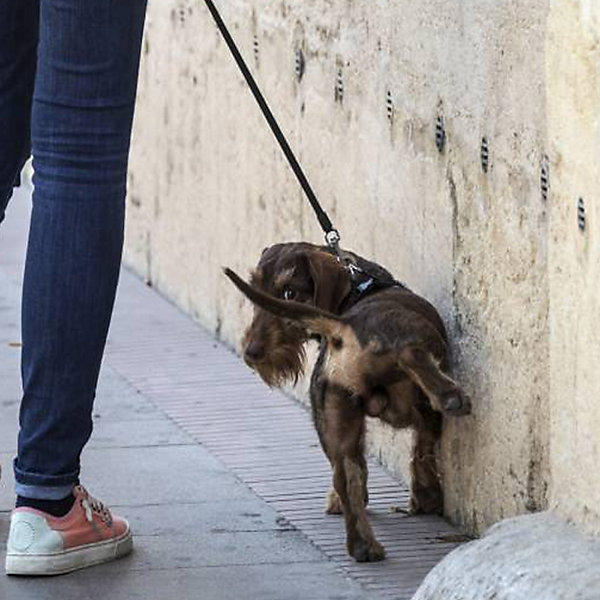 Hidrorin (5L   Spray) - Répulsif urinaire qui protège les trottoirs et les façades. Empêche les taches et les odeurs désagréables