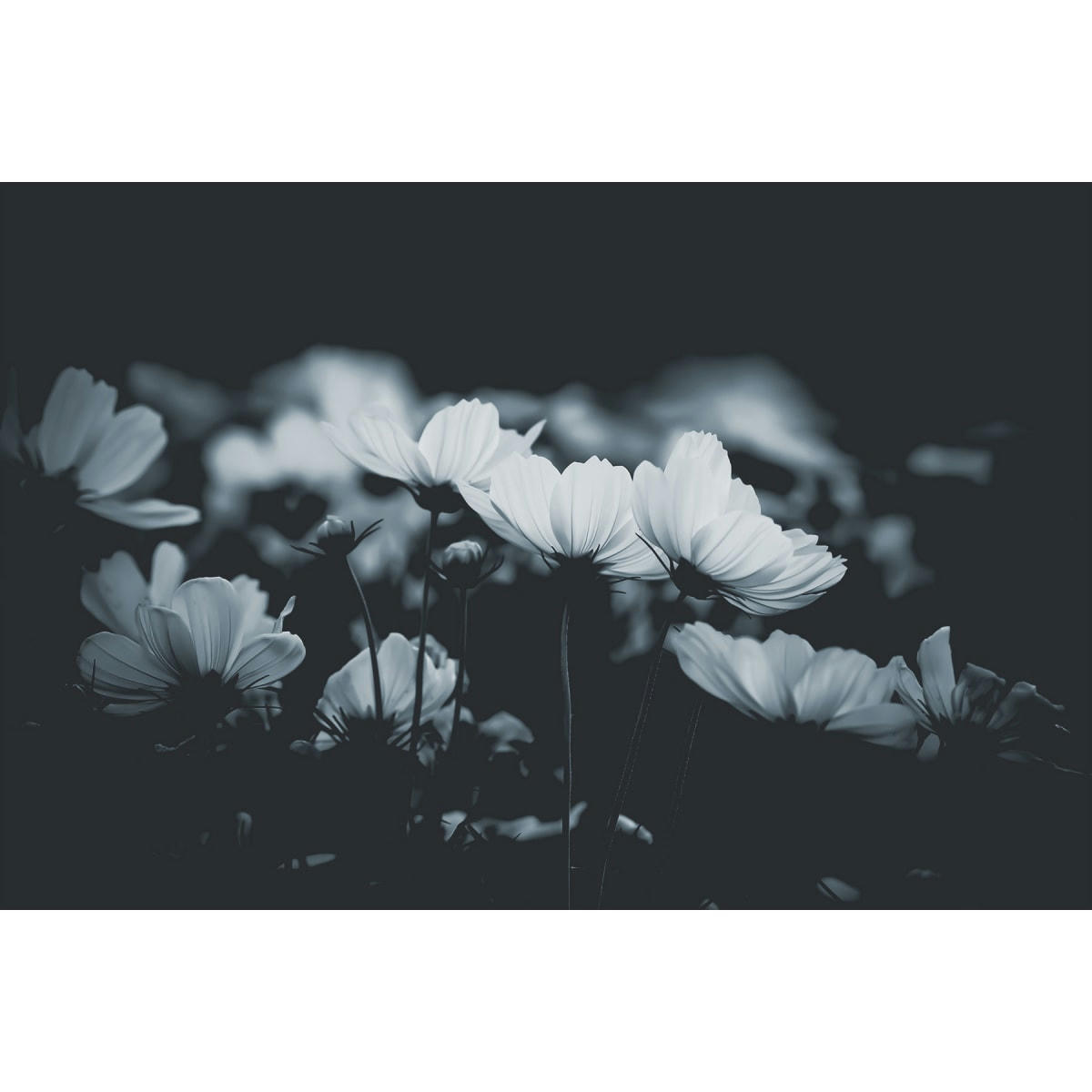 - Papier peint panoramique fleurs de cosmos 425 x 250 cm