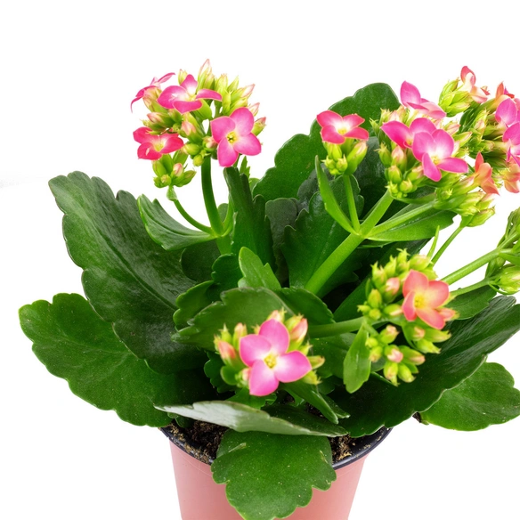 Flammendes Kaethchen, Kalanchoe blossfeldiana »rosa«, Blütenfarbe: rosa