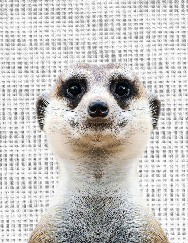 - Tableau sur toile suricate 30x40