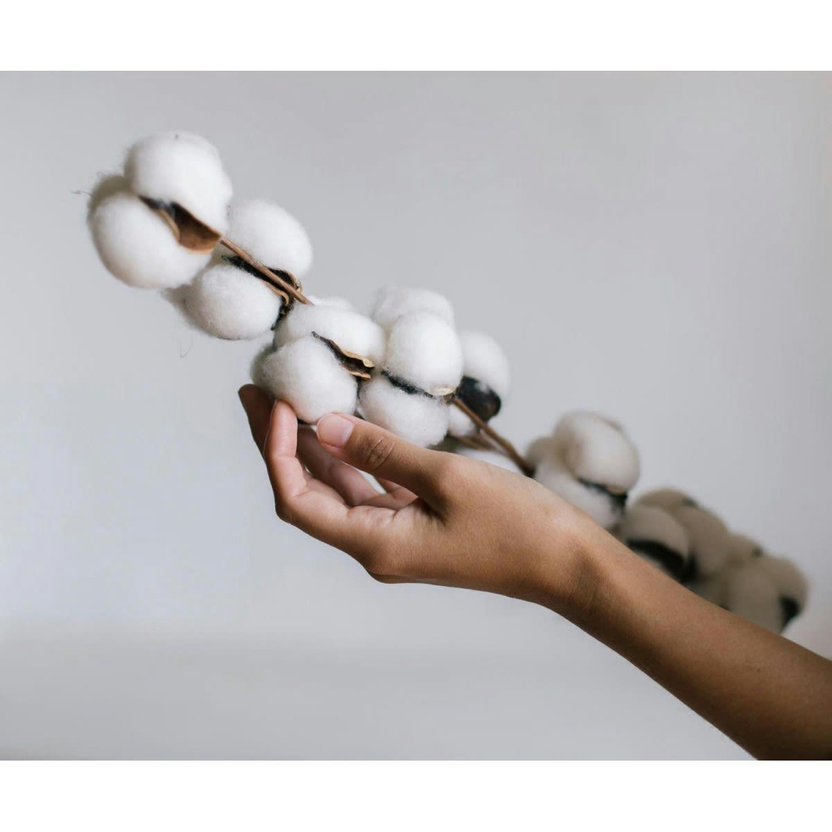 COTON - Branche sèche naturelle coton décorative 70cm