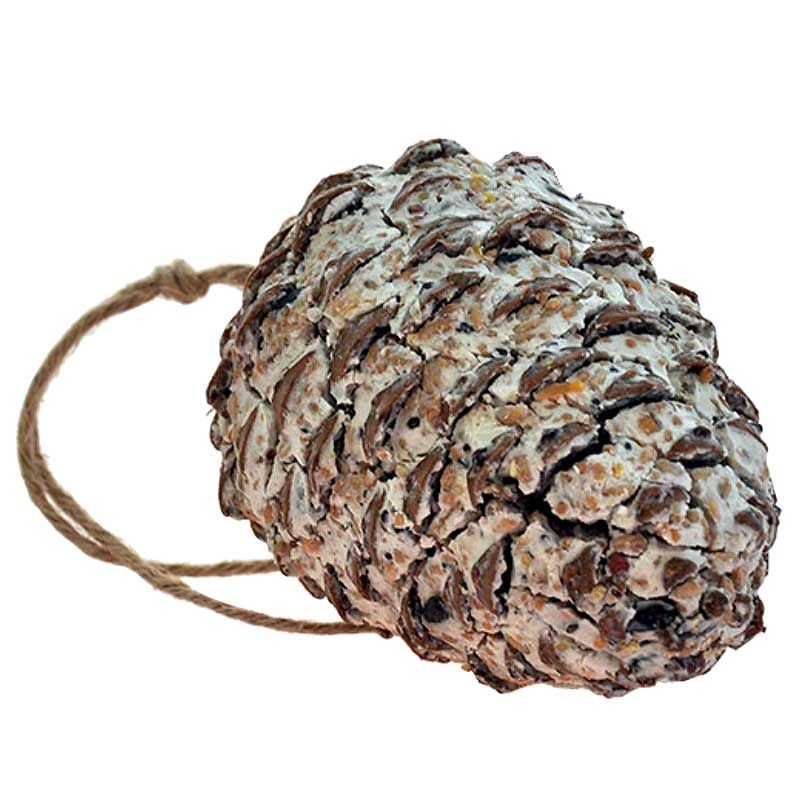 Kotte talg frö