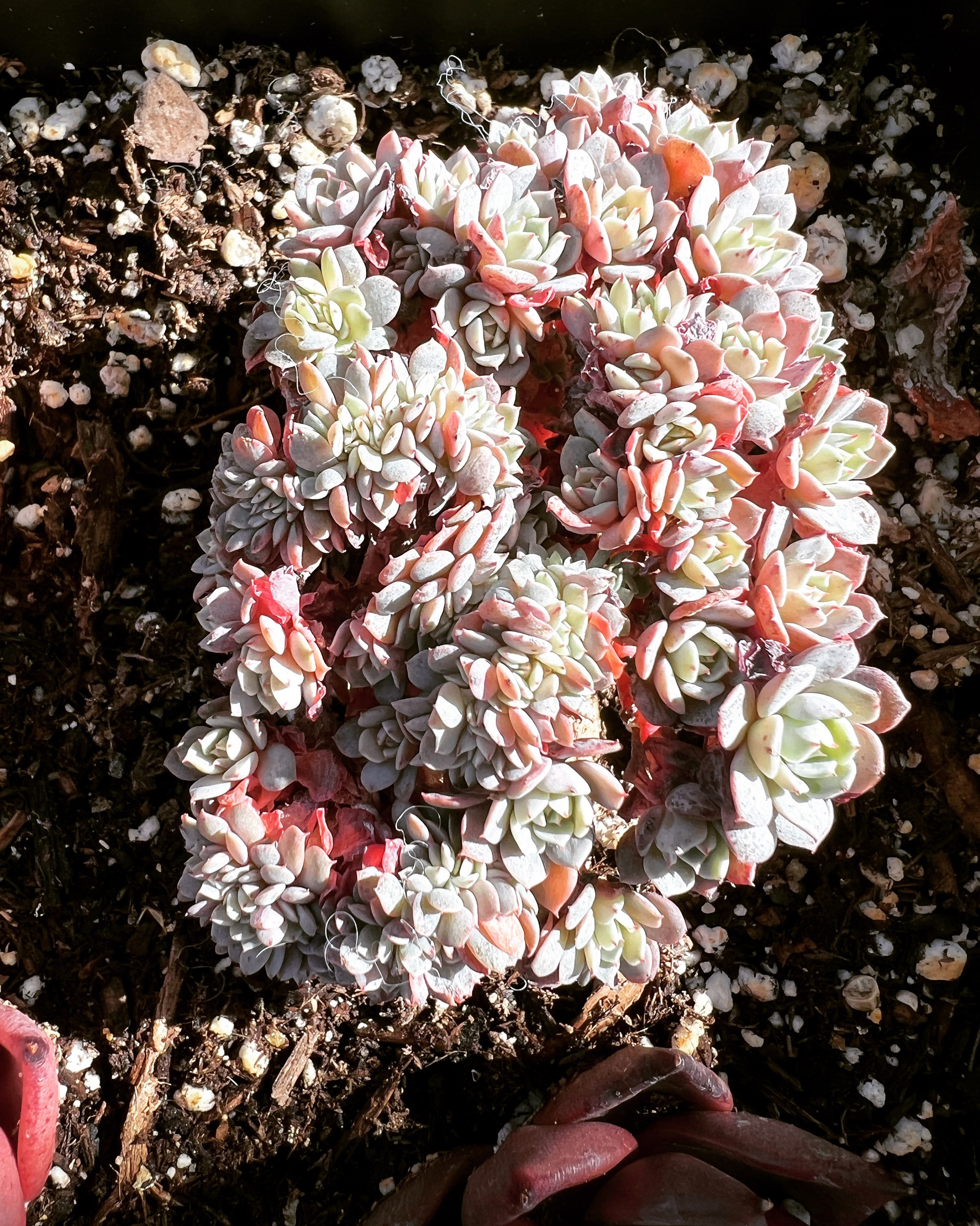 Real plants, Echeveria tuxpan crested