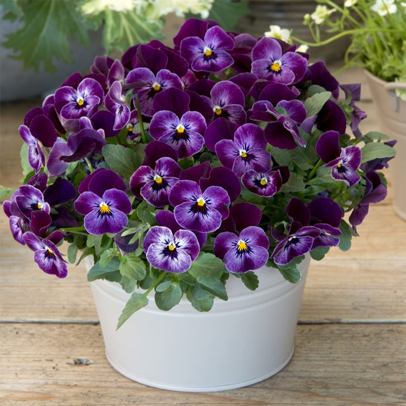 Hornviol 'Floral Power Raspberry' F1