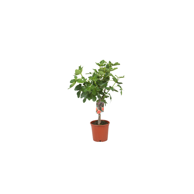 Figuier en pot