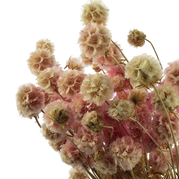 Trockenblumen »Skabiose Kugel«
