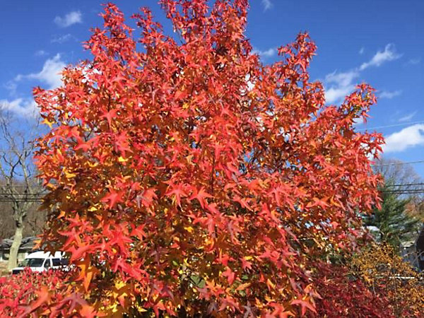 Arbres et plantes - LIQUIDAMBAR styraciflua Golden sun C15L BALIVEAU 150/250 cm (hors pot) - 15cm - Jaune doré - Extérieur