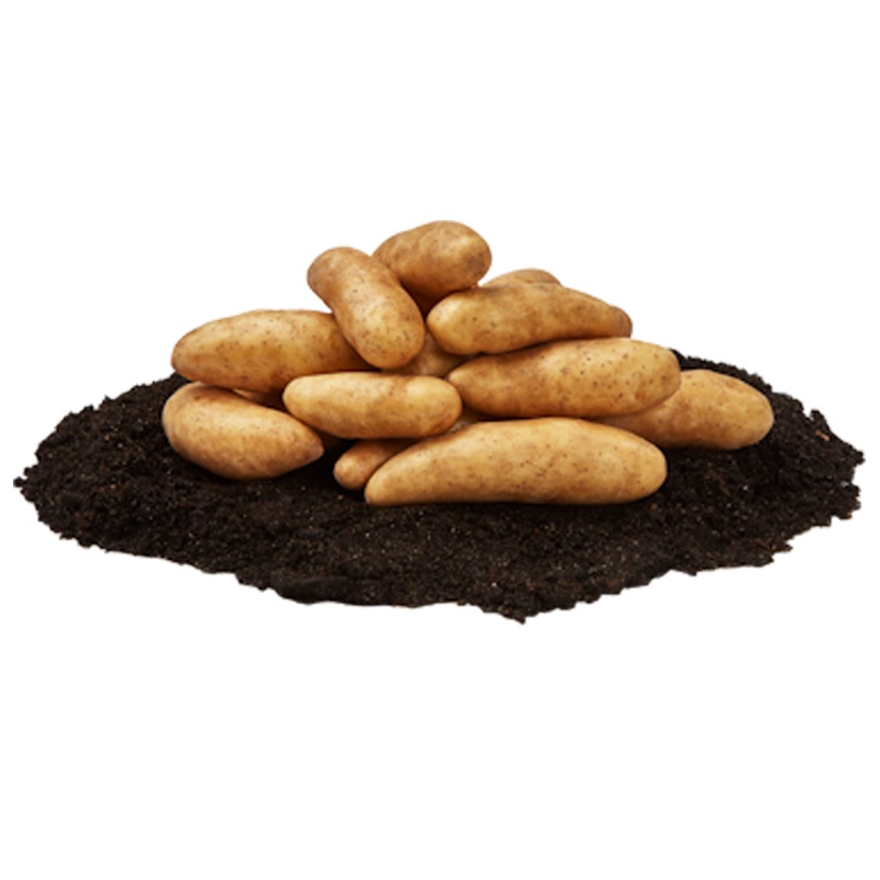 Sparrispotatis, sättpotatis