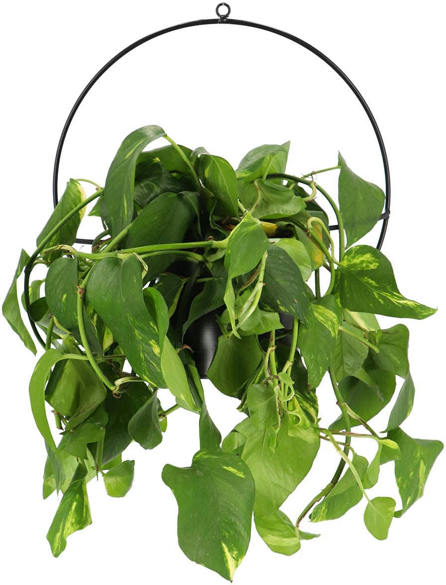 - Pot de fleurs mural ou à suspendre 36cm