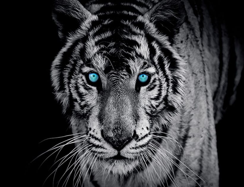 Fototapete TIGER