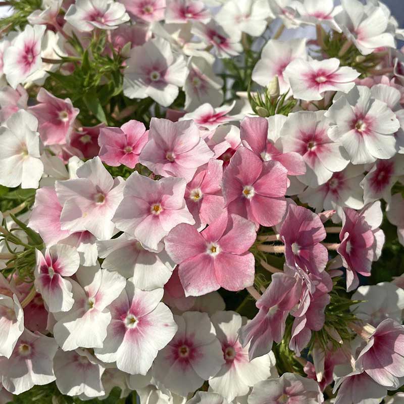 Sommarflox 'Blushing Bride'