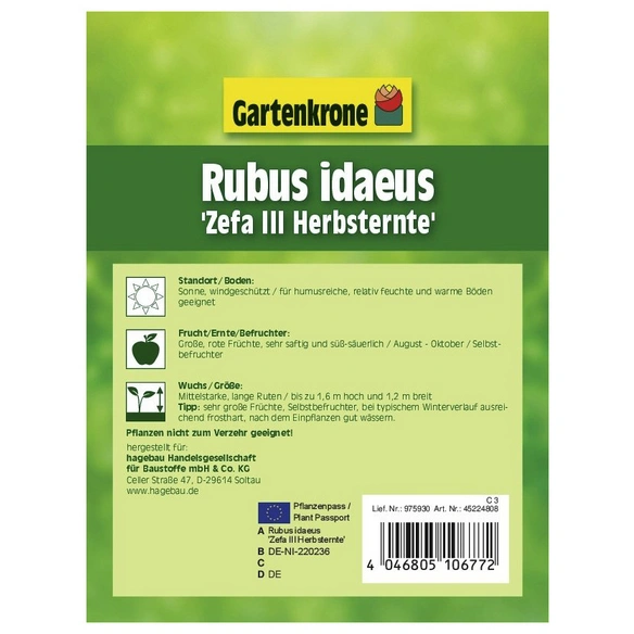 Himbeere, Rubus idaeus »Zefa III«, Frucht: rot, zum Verzehr geeignet