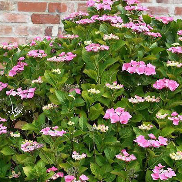 2 x Hortensia 'Teller Rose' - Hydrangea 'Teller Rose'- 40-60 cm pot