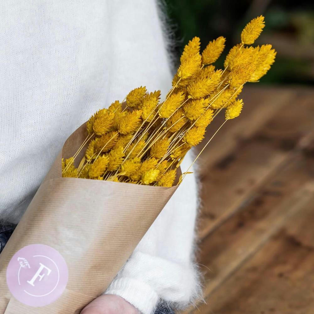 - Botte Phalaris safran