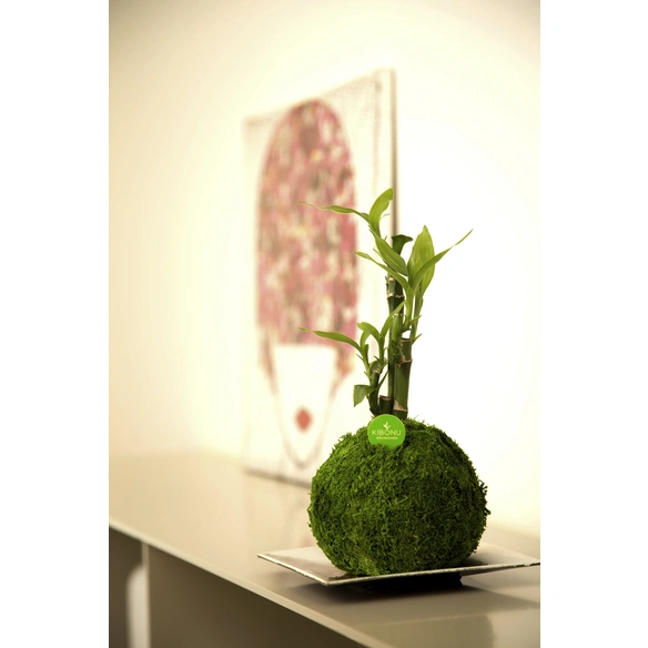 Kibonu Glücksbambus, Lucky bamboo »Lucky Bmboo«